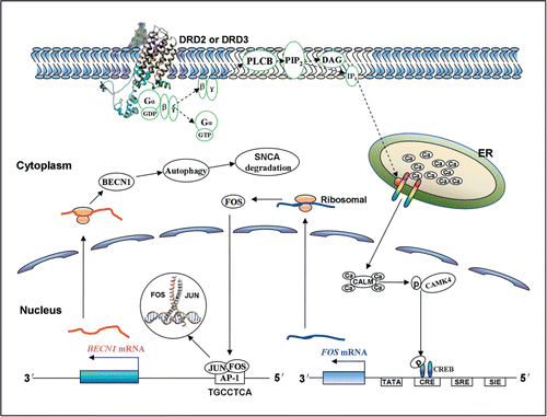 Figure 8. Schematic summary of the signaling cascades that underlie the induction of autophagy and SNCA degradation by DRD2 and DRD3 agonists. Once binding to DRD2 and DRD3, the agonist(s) may mobilize Ca2+ release from endoplasmic reticulum via PLCB1 and IP3 signaling. Ca2+ may then bind to CALM/calmodulin and promote the activation of CAMK4, which further phosphorylates CREB and enhances FOS transcription. Next, FOS may bind to the AP-1 sequence in the rat and human Becn1/BECN1 gene promoter, and thereby induces BECN1 upregulation, which plays an important role in promoting autophagy and SNCA degradation via autophagy in dopaminergic cells. DAG, diacylglycerol; Gα,β,γ, α,β, and γ subunits of G protein; PIP2, phosphatidylinositol 4,5-bisphosphate, also known as PtdIns(4,5)P2.
