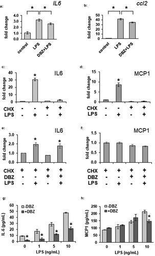 Figure 3. LPS-stimulated adipocyte IL-6 and MCP1 secretion is decreased by γ-secretase inhibition. (a) Fully differentiated 3T3-L1 adipocytes were exposed to LPS at 100 ng/mL for 6 hours in the absence or presence of overnight exposure to 200 nM DBZ. Total RNA was purified from the adipocytes and gene expression for IL-6 (a) or MCP1 (ccl2, b) was analysed by the ΔΔCt method, comparing to unstimulated adipocytes (n = 6/condition, error bars are ± SEM, * = p < 0.05). IL-6 (c) or MCP1 (d) secretion was measured by ELISA from conditioned media from LPS-treated 3T3-L1 adipocytes in the absence or presence of a 2 hour pre-incubation with cycloheximide (CHX) (n = 6/condition, fold change from untreated samples, error bars are ± SEM, * = p < 0.05 from untreated media). Media was similarly analysed for IL-6 (e) or MCP1 (f) secretion from LPS-stimulated 3T3-L1 adipocytes treated with CHX that had been previously treated overnight in the absence or presence of 200 nM DBZ. Increasing amounts of LPS were used to stimulate 3T3-L1 adipocytes following the absence or presence of DBZ (200 nM, overnight exposure) and IL-6 (g) or MCP1 (h) levels were assess by ELISA (n = 6/condition, error bars are ± SEM, * = p < 0.05 from the untreated samples.)