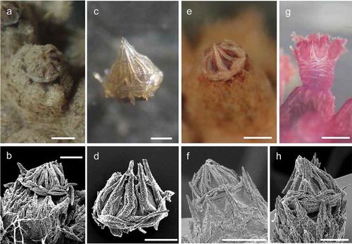 Figure 3. Arrangement of sclerites in the polyps of Paramuricea macrospina collected in (a,b) Skerki Bank; (c,d) Pantelleria Island; (e,f) Sciacca Shoal. (g,h) Arrangement of sclerites in the polyps of P. clavata. Scale bars: 0.5 mm.