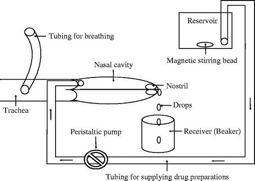 Figure 1. Schematic presentation for in vivo nasal infusion studies.