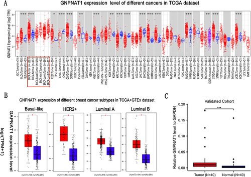 Figure 1 The expression level of GNPNAT1 in breast cancer. (A) The GNPNAT1 expression level of different cancers in the TCGA dataset. (B) GNPNAT1 expression of different breast cancer subtypes in TCGA+GTEx dataset. (C) GNPNAT1 expression in breast cancer invalidated cohort. *P<0.05, **p<0.01, ***p<0.001.