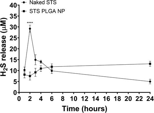 Figure 6. PLGA formulation provided a slow and sustained cellular uptake of H2S from STS compared with non-formulated STS on HEK293 cells. Hourly H2S release values are plotted with curve-fitting results to highlight the donor compound decomposition. PLGA formulation selected was that with a second sonication time for 45 s, suspended in 0.7% PVA. n = 3 independent batches. **** indicates statistical comparison between the peak H2S release from both data sets with a p≤.0001.