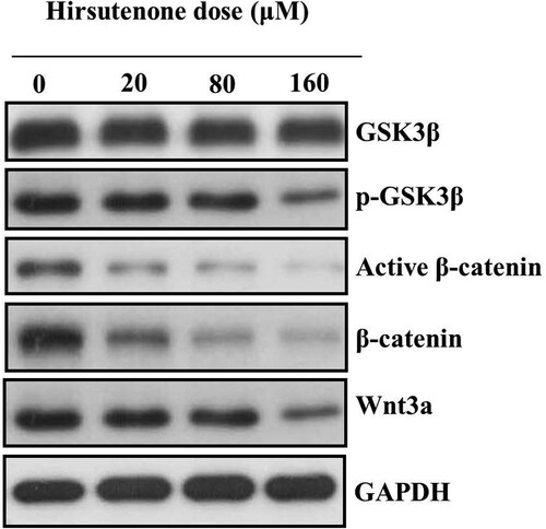 Figure 9. Protein expression of Wnt/beta-catenin signalling pathway associated proteins after MDA-T32 cells were exposed to indicated concentrations of hirsutenone drug. Individual experiments were repeated three times.
