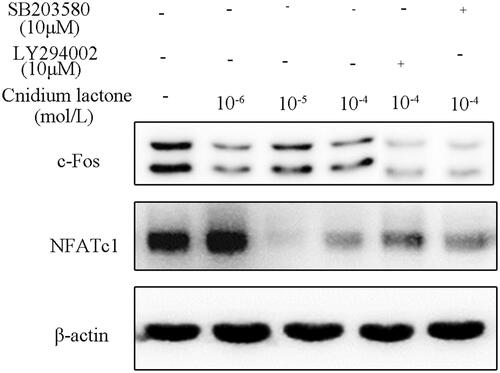 Figure 7. Cnidium lactone inhibited the relative expression of c-Fos and NFATc-1 and was further reduced by SB203580 or LY294002.