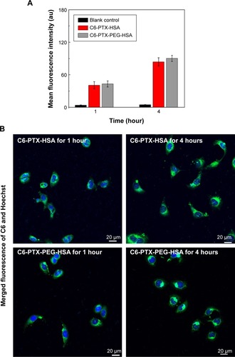 Figure 5 Flow cytometry (A) and CLSM (B) measurements of the intracellular uptake of C6-PTX-PEG-HSA and C6-PTX-HSA at 1 and 4 hours in MDA-MB-231 cells.Note: Results were expressed as the mean ± SD (n=5).Abbreviations: CLSM, confocal laser scanning microscopy; PTX, paclitaxel; PEG, polyethylene glycol; HSA, human serum albumin; SD, standard deviation; C6, Coumarin 6.