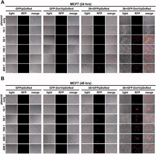 Figure 6. Recombinant protein mediated DsRed expression plasmid DNA delivery in vitro. (A) Fluorescence images of recombinant proteins mediated pdsRed expression plasmid DNA delivery into cultured MCF7 cells from mol ratio of 10:1 to 400:1 after 24 h. (B) Fluorescence images of recombinant proteins mediated pdsRed expression plasmid DNA delivery into cultured MCF7 cells from mol ratio of 10:1 to 400:1 after 48 h.