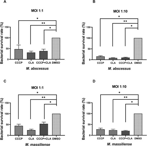 Figure 3 Intracellular bacterial survival rate of M. abscessus (ATCC 19977) (A and B) and M. massiliense (CCUG 48898) (C and D) with CCCP treatment. CCCP group: infected macrophage treated with CCCP (6 µg/mL); CLA group: infected macrophage treated with CLA (2 µg/mL); CCCP+CLA group: infected macrophage treated with CCCP (3 µg/mL) and CLA (1 µg/mL). The CFU were enumerated in triplicates. All data are shown as the means ± SD (n = 3). *P < 0.05; **P < 0.001.