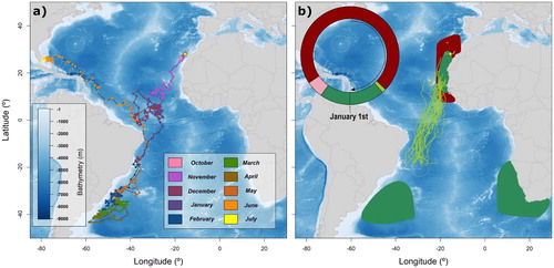Figure 1. Spatial distribution of one juvenile (a) and adult bird (b) of Cory’s Shearwaters from Gran Canaria, Canary Islands, Spain, tracked with geolocators throughout the annual cycle. (a) Track of the juvenile from its natal colony to the beach where it was found dead (Florida, USA: 29°12′11″N 80°59′42″W). The bird fledged on 30 October 2017, and beached on 06 July 2018. (b) Schematic annual phenology and distribution of 33 adult Cory’s Shearwaters. Main phenological events are plotted clockwise in the upper circle: breeding period in dark red, outward migration in light green, wintering period in dark green, and return migration in pink. Coloured areas are minimum convex polygons of bird positions during the breeding and wintering periods (in dark red and dark green, respectively). The main wintering areas were associated with Benguela and Agulhas Currents (n = 22 individuals), Brazil-Malvinas confluence region (n = 2), and Canary Current (n = 7). Additionally, outward individual trajectories of the migratory adult birds (modelled using positions 6 days after leaving the breeding area) are plotted as green lines. Exclusive Economic Zones (EEZs) are also shown in white dashed lines and sampled colony is depicted with a yellow star on both figures.