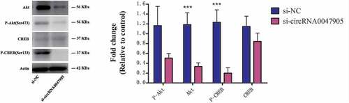 Figure 7. Down-regulated circRNA0047905 expression in gastric cancer cells inhibits Akt/CREB signaling pathway activation.