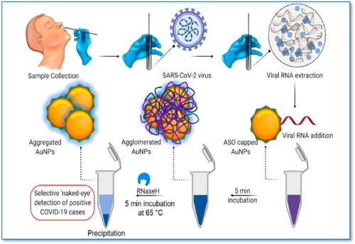 Figure 4. Diagrammatic scheme of SARS-CoV-2 RNA selective Naked-Eye assessment mediated by adequately tailored ASO-Capped AuNPs [Citation91].