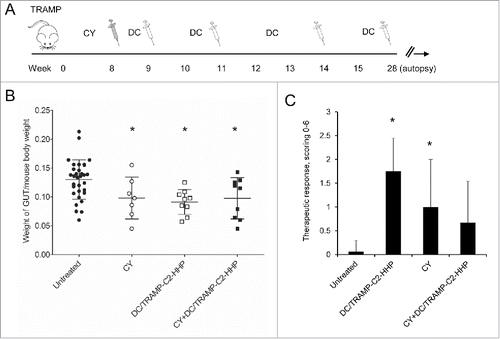 Figure 3. Combined chemoimmunotherapy of TRAMP mice with CY and DC-based vaccines. (A) Approximately 8-week-old male TRAMP mice were treated with CY alone (200 mg/kg), pulsed DC-based vaccine (2 × 106 cells/mouse), or with their combination. (B) Dotplots of GUT expressed as weight of genitourinary tract (GUT) per mouse body weight. (C) Quantitative analysis of therapeutic response scoring in TRAMP mice treated with CY and DC-based vaccines. *P<0.05 vs. control (t-test).