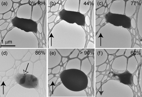 FIG. 9 Particles from an equimolar solution of KCl & H2SO4 deposited onto a lacey-carbon TEM grid. All images are at the same magnification. Relative humidity was increased from (a) 0% to (e) >90% and then decreased to (f) 60%. Solid phases remain visible from an RH of (d) 86% to (e) >90% and are surrounded by a layer of water indicated by the open black arrows.