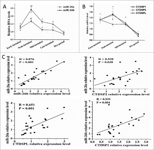 Figure 1. MiR-26a/b are expressed concomitantly with CTDSP1/2/L during lactation. (A) Analysis of miR-26a/b expression in dairy goat mammary gland tissue during different stages of lactation stages. (B) Analysis of CTDSP1/2/L expression in dairy goat mammary gland tissue during different stages of lactation stages. (A) and (B) were performed in quintuplicate and repeated 3 times (n = 15). (C) The correlation between expression levels of miR-26a/b and their host genes in 24 mid-lactation mammary gland of goats. Values are presented as means + standard error of the means, *, P < 0.05; **, P < 0.01.