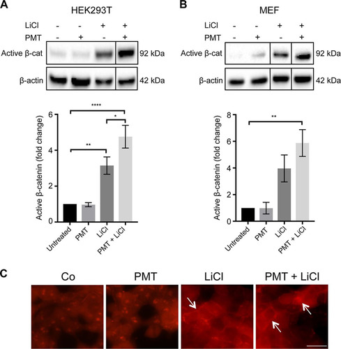 FIG 2 PMT enhances LiCl-induced β-catenin signaling. (A and B) Western blot analysis of active β-catenin levels in HEK293T cells (A) and wild-type MEFs (B) treated with PMT (HEK, 40 ng/ml; MEF, 20 ng/ml), LiCl (25 mM), either alone or together, or left untreated for 24 h. Levels of active β-catenin (Active β-cat) were evaluated using a specific β-catenin antibody on whole-cell extracts. β-Actin was used as a loading control. The histograms represent densitometric analysis of pooled data from three independent experiments normalized to their respective untreated control cells. The data represent the means ± standard errors of the means (SEM). Statistical significance was determined by Tukey’s test (n = 3): P < 0.05 (*), P < 0.001 (**), and P < 0.0001 (****). (C) Immunofluorescence analysis of active β-catenin expression. Representative images of HEK293T cells treated with PMT (40 ng/ml) and LiCl (25 mM), either alone or in combination for 24 h or left untreated (Co). The cells were stained with an antibody specific for active β-catenin, showing membrane-associated and nuclear staining (arrows) and imaged as described in Materials and Methods. Scale bar, 20 μm.
