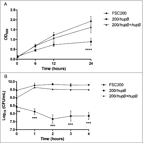 Figure 8. FSC200/hupB mutant is more sensitive to oxidative stress stimuli than WT. Oxidative stress survival. (A) Bacteria were grown in the presence of 20 μM CuCl2 and the optical density (600 nm) was measured using microplate reader FLUOstar Optima. Significant difference in growth was evident after 24 h measurement. (B) Oxidative stress induced using 0.03% hydrogen peroxide. The bacteria were plated on chocolate agar plates at different times after H2O2 addition, and viable bacteria were monitored 3 days after. Mutant growth is limited by oxidative stress conditions induced by both CuCl2 and H2O2. P value < 0.05 #, P < 0.01 ##, P < 0.001 ###, P < 0.0001 ####.