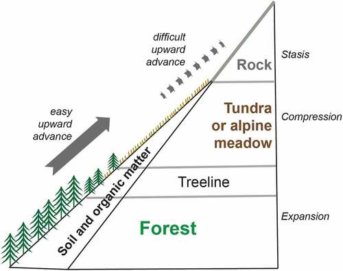 Figure 5. Diagram of treeline environments showing forest, tundra, or alpine meadows and bare rock at highest elevations. Note that soils become increasingly shallow and sterile at higher elevations, often ending in bare rock or talus slopes. For this reason, although forest is able to invade upward into tundra or meadows, the tundra/meadow habitat is unlikely to be able to invade upward, for lack of organic soils.