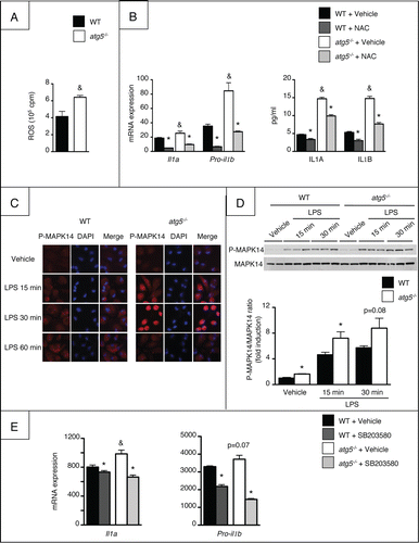 Figure 2. ROS generation and activation of MAPK14 is associated with enhanced IL1A/B production by macrophages from atg5−/− mice. (A) ROS production in peritoneal macrophages isolated from atg5−/− or WT mice and exposed to 10 ng/ml LPS. Data are the mean ± SEM (n = 4). &, p < 0.05 for WT vs atg5−/− (B) Il1a and pro-il1b mRNA expression and production in peritoneal macrophages isolated from atg5−/− or WT mice and exposed to 10 mM NAC or its vehicle for 1 h and further stimulated with 10 ng/ml LPS for 6 h. Data are the mean ± SEM from sextuplate repeats. *, p < 0.05 for NAC vs vehicle and &, p < 0.05 for WT vs atg5−/−. (C) Representative P-MAPK14 protein expression by immunocytochemistry in peritoneal macrophages exposed for 15, 30 or 60 min to 10 ng/ml LPS or its vehicle. (D) P-MAPK14 and MAPK14 expression by western blotting in peritoneal macrophages exposed for 15 or 30 min to 10 ng/ml LPS or its vehicle. *, p < 0.05 for WT vs atg5−/− (E) Il1a and pro-il1b mRNA expression in peritoneal macrophages isolated from atg5−/− or WT mice and exposed to 10 μM SB203580 for 1 h and further stimulated with 10 ng/ml LPS for 6 h. Data are the mean ± SEM from sextuplate repeats. *, p < 0.05 for vehicle vs SB203580, &, p < 0.05 for WT vs atg5−/−.