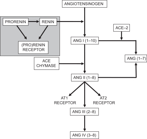 Figure 2 Schematic representation of the renin-angiotensin-aldosterone system. ACE, angiotensin-converting enzyme; Ang, angiotensin (roman numerals refer to the nomenclature for the peptide; numbers in parentheses refer to the amino acid positions in the peptide relative to Ang I, which has 10 amino acids); AT1, angiotensin II type I receptor; AT2, angiotensin II type 2 receptor. Adapted from Reudelhuber TL. Renin. In: Oparil S, Weber MA (eds). Hypertension, 2nd ed. A Companion to Brenner and Rector’s The kidney. Philadelphia: Elsevier, 2005, p. 89–94.Citation63 Copyright © 2005 Elsevier.