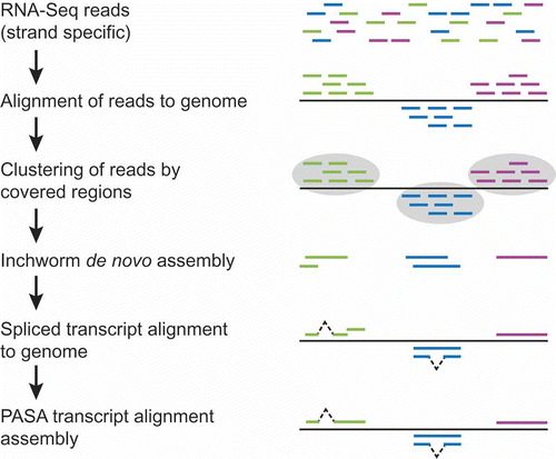 Figure 2. Hybrid approach to RNA-Seq-based transcript reconstruction leveraging genome alignment and de novo assembly. RNA-Seq reads are first aligned to the genome, then partitioned into disjoint regions of alignment coverage. Inchworm is leveraged to de novo assemble the read sequences into transcripts. The resulting transcripts are aligned to the genome using a conventional cDNA alignment tool, and PASA is leveraged to further assemble overlapping alignments and extract gene structure annotations.