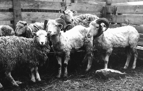 Figure A1.1. Photo taken in 1976 on Campbell Island of some of the captured Campbell Island rams and ewes before they were transported to mainland New Zealand. The rams were shorn with blades prior to the sea voyage. Photo: W. R. Regnault.