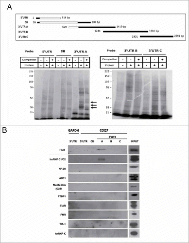 Figure 2. 3′UTR of COQ7 forms RNA-protein complexes with cellular proteins. (A) Riboprobes were synthesized by in vitro transcription and labeled with 32P (upper panel). UV crosslinking assays and electrophoresis SDS page reveal the specific interaction of COQ7 3′UTR with at least 3 human proteins (bottom panel). (B) Biotin pull-down assays were performed after incubating biotinylated transcript of COQ7 with whole cell lysates. Following pulldown, bound proteins were detected by Western blotting using the indicated antibodies. GAPDH 3′UTR was used as a negative control. Input, whole-cell lysates.