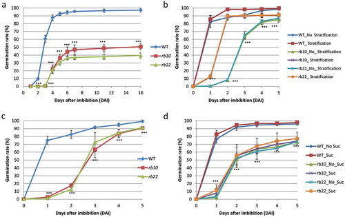 Figure 1. Delayed germination of raptor1b seeds.A. raptor1b seeds have altered dormancy. Germination rate was scored from freshly harvested, non-stratified seeds. B. Germination of fully after-ripened WT and raptor1b seeds with or without stratification treatment. C. External application of nitrate did not improve the germination of raptor1b seeds. D. raptor1b seeds showed delayed germination with or without external supplementation of sucrose. Error bars indicate mean ± SD for 5 biological replicates. Black asterisks indicate significantly different from WT (P< .001, Student’s t-test). Stratification refers to seeds that have been kept for 3 days at 4°C. Values of germination percentages are from at least 5 biological replicates of 100 seeds each (100 seeds/plate/5 replicates).