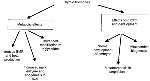 Figure 17. Effects of thyroid hormones on metabolism, growth and development. BMR, basal metabolic rate (Squires, Citation2011).