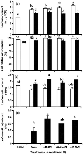 Figure 1. Water content (a), relative water content (b), expressed sap osmotic potential (c), and calculated osmotic adjustment (OA) (d) for segments of FEFL of wheat (cv. Hartog) in two PEG 8000 treatments (0 and − 0.5 MPa) in the basal incubation solution, basal plus 10 mM KCl, basal plus 0.4 mM NaCl, and basal plus 10 mM NaCl at 0 (initial) and 48 h of treatment. Values are means ± SE (n = 3). 0 MPa □, −0.5 MPa ■. Some error bars are too small to see. Significant differences (P < 0.05) between PEG treatments and amongst KCl and NaCl treatments were indicated by different letters.