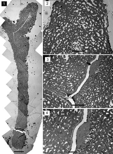 Plate 3. Megaspore ultrastructure of Biharisporites cf. spinosus, specimen 409-1 (Lower Permian of the Rajmahal Basin, India), all photomicrographs taken with a transmission electron microscope; the general morphology is shown in Plate 1 (figure 1). 1. Composite image of the section showing bilayered sporoderm. 2. Enlargement of figure 1 showing the structure of the outer layer. 3. Enlargement of figure 1 showing the gametophyte cavity (g.c.) and the inner layer splitting into a laminated zone (black arrow). 4. Enlargement of figure 3 showing the structure of the inner layer and the laminated zone. Scale bar: 1 = 20 µm; 2, 3 = 5 µm; 4 = 2 µm.