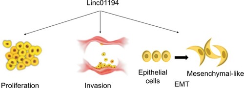 Figure 7 The role Linc01194 plays in colorectal cancer.Notes: Linc01194 could promote proliferation, invasion, and EMT in colon cancer.Abbreviation: EMT, epithelial–mesenchymal transition.