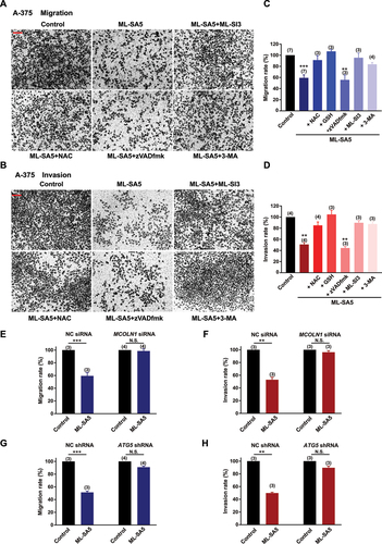 Figure 2. Autophagy inhibition by MCOLN1 profoundly suppresses migration and invasion of A-375 cells. (A, B) Representative images showing that migrated (A) or invaded (B) A-375 cells stained with 0.5% crystal violet solution, under the control, ML-SA5 (5 µM), ML-SA5 + ML-SI3 (20 µM), ML-SA5 + NAC (5 mM), ML-SA5 + zVADfmK (20 µM), and ML-SA5 + pretreatment of 3-MA (10 mM for 2 h), as evaluated using transwell assays. All treatments were for 16–24 h. Scale bar: 1 cm. (C, D) Migration rate (OD600x is normalized to OD600control) (C) and invasion rate (D) of A-375 cells were summarized under different conditions indicated. n = 3–7. (E, F) Comparison of migration rate (E) or invasion rate (F) of A-375 cells between the control and ML-SA5 treatment (5 µM) in groups transfected with negative control (NC) siRNA or MCOLN1 siRNA. n = 3–4. (G, H) Knockdown of ATG5 strongly abolished the effects of ML-SA5 (5 µM) on suppressing migration (G) and invasion (H) of A-375 cells. n = 3–4. Means ± SEMs are shown in panels C–H. Significant differences were evaluated using one-way ANOVA followed by Tukey’s test. **P < 0.01; ***P < 0.001.