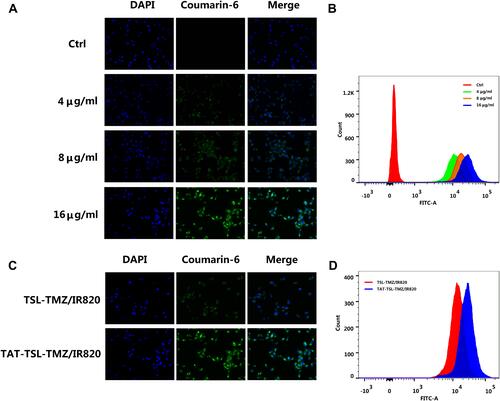 Figure 6 Dose-dependent cellular uptake of TAT-TSL-TMZ/IR820 liposomes by MV3 melanoma cells as measured by (A) inverted ﬂuorescence microscopy (magnification, x200) and (B) ﬂow cytometry. Cellular uptake of TAT-TSL-TMZ/IR820 and TSL-TMZ/IR820 liposomes of the same concentration as measured by (C) inverted ﬂuorescence microscopy (magnification, x200) and (D) ﬂow cytometry.