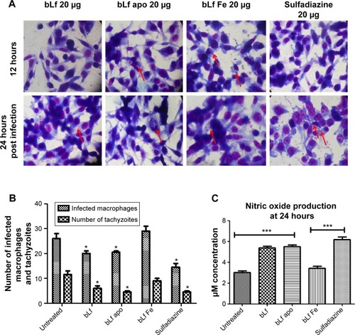 Figure 1 Inhibitory potential of bLf in in vitro cell culture model.Notes: (A) Giemsa stain smear showing infected macrophages with intracellular parasites post 12 and 24 hours treatment with 20 μg/mL concentration of various Lf forms as well as sulphadiazine. Red arrows represents the multiplying tachyzoites. (B) Mean number of infected macrophages post 24 hours treatment and mean number of intracellular tachyzoites present inside the macrophages post 24 hours. (C) NO production in different groups after treatment with various drugs at 24 hours posttreatment. Significant difference found in NO production between untreated and all treated groups except bLf Fe and between sulphadiazine and bLf Fe (P<0.001). Significant difference was found between the untreated group and treated groups in mean number of macrophages as well as tachyzoites, (P<0.05). Results were obtained from three experiments, which were repeated twice with similar observations and presented in the ± SD or SEM. Results were analyzed with Student’s t-test. Significant difference represented by asterisk *P<0.05, ***P<0.01.Abbreviations: SEM, standard error of the mean; bLf, bovine lactoferrin; NO, nitric oxide.