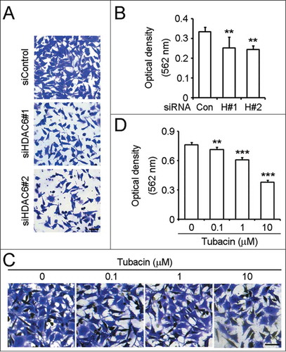 Figure 4. Downregulation of HDAC6 expression or inhibition of its activity suppresses SH-SY5Y cell invasion. (A) SH-SY5Y cells transfected with control or HDAC6 siRNAs were seeded onto the inside of the transwell insert precoated with matrigel, and the insert was placed in a 24-well plate containing complete culture medium. After 24 h, cells invaded to the underside of the insert were stained with crystal violet solution. Scale bar, 50 μm. (B) Experiments were performed as in (A), and the ability of SH-SY5Y cell invasion was reflected by measuring the optical density of the extract by 10% acetic acid at 562 nm wavelength. n = 4 individual experiments per group. Two-tailed Student's t-test for all graphs. *P < 0.05, **P < 0.01, ***P < 0.001, compared with the control; ns, not significant. Data represent means ± SD (C) SH-SY5Y cells were pretreated with tubacin at the indicated concentrations for 4 h. Trans-matrigel invasion assay was performed as in (A) except that both the upper and the lower medium were supplied with the corresponding concentrations of tubacin as indicated. Scale bar, 50 μm. (D) Experiments were performed as in (C), and the ability of SH-SY5Y cell invasion was analyzed as in (B).