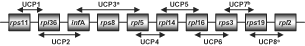 Fig. 2. Diagram showing the universal chlorophyte primer (UCP) pairs designed to amplify the ∼5 kb rps11 – rpl2 gene cluster conserved across Nephroselmis olivacea, Chlorella vulgaris, Mesostigma viride and Chaetosphaeridium globosum (not shown to scale). (a) Primer pair UPC3 also amplifies ORF54 which lies between rps8 and rpl5 in Chlorella vulgaris. (b) Primer pair UPC7 also amplifies the rps22 gene which lies between rps3 and rps19 in Mesostigma viride and Chaetosphaeridium globosum. (c) Primer pair UPC8 also amplifies ORF45 which lies between rps19 and rpl2 in Chlorella vulgaris.