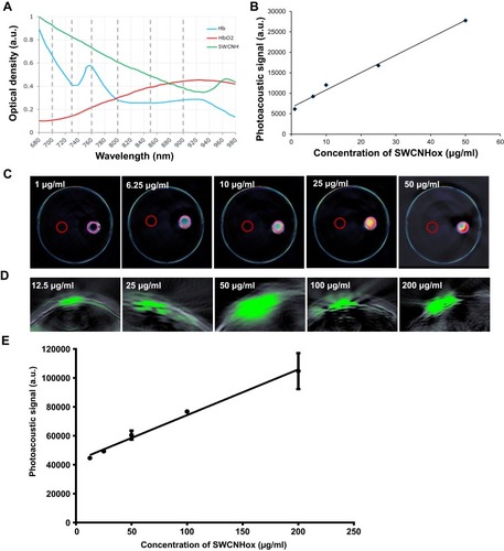 Figure 2 In vitro and in vivo characterization of the photoacoustic properties of SWCNHox. (A) Comparison of the photoacoustic spectra of SWCNHox with known absorbances of Hb and HbO2. The dashed grey lines indicate the wavelengths selected to unmix Hb, HbO2 & SWCNHox in the images. (B) In vitro measurements of SWCNHox with a concentration range of 1 to 50 μg mL−1 showed a strong photoacoustic signal and excellent linearity (RCitation2 = 0.9918). (C) MSOT signal of different concentrations of SWCNHox suspensions in PBS with BSA as the suspension agent measured in Phantom; PBS with BSA was used as a control. D-E, The photoacoustic detection results of SWCNHox in live mice. (D) One vertical slice (green) of 2D photoacoustic image was overlaid on the corresponding ultrasound image slice (grey) acquired after subcutaneous injection of SWCNHox. The skin can be seen in the ultrasound image, and the photoacoustic images display SWCNHox. (E) The linear regression of photoacoustic signal calculated on the five most concentrated inclusions to the concentration of SWCNHox injected (RCitation2= 0.9928).