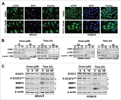 Figure 4. PEITC inhibits CRM1-mediated nuclear export and suppresses the mTOR-STAT3 pathway in EOC cell lines.