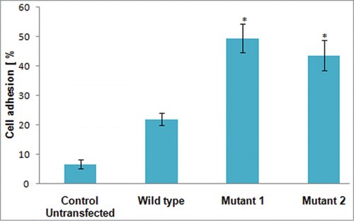 Figure 3. A bar graph showing % cell adhesion of mutant 1 (N119ACXCR4) and mutant 2 (N119SCXCR4) expressing cells as compared with wildtype CXCR4 expressing cells on fibronectin coated 24-well plate. The results shown represent average of triplicates plus or minus SD (Error bars indicate standard deviation and * indicates P < 0.05 with respect to wild type).