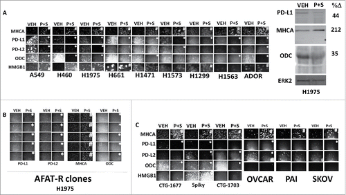 Figure 6. Exposure of cells to [pemetrexed + sildenafil] reduces the expression of PD-L1, PD-L2 and ODC and increases the expression of MHCA. A: NSCLC cells; B: in vivo generated afatinib resistant H1975 clones; and C: ovarian cancer cells were treated with vehicle control or with [pemetrexed (1 μM) + sildenafil (2 μM)] for 6h. Cells were fixed in place and immunofluorescence staining performed to detect the protein expression levels of PD-L1, PD-L2, MHCA, ODC and the expression and localization of HMGB1 (n = 3 +/−SEM) *p < 0.05 significantly lower staining intensity than that in vehicle control treated cells; #p < 0.05 significantly greater staining intensity than that in vehicle control treated cells.