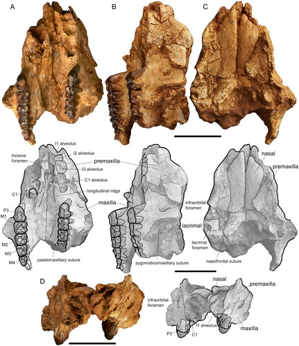 Figure 2. Mukupirna fortidentata, sp. nov., partial skull (holotype, NTM P11997), in association with annotated line drawings. A, Occlusal view; B, lateral view; C, dorsal view; D, anterior view. Scale bar equals 40 mm.
