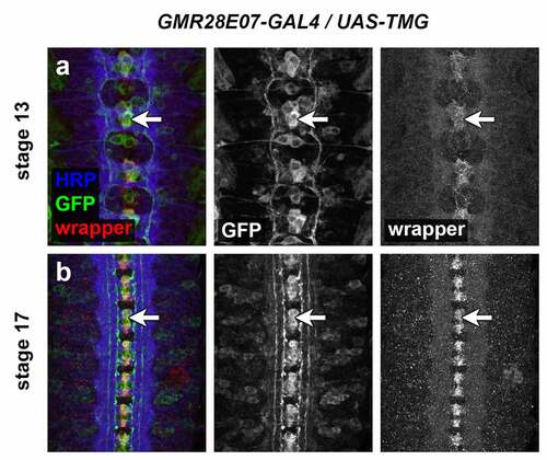 Figure 21. GMR28E07 is expressed in wrapper-positive midline glia.