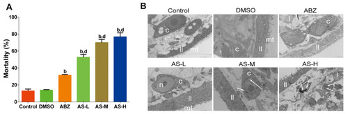 Figure 1 Effects of AS on mortality and ultrastructural changes of E. granulosus. (A) Mortality of PSCs on day 4 in each group using eosin dye exclusion test. (B) Ultrastructural changes under transmission electron microscope in (12,000 ×), DMSO group (10,000 ×), ABZ group (8000 ×), AS-L group (12,000 ×), AS-M group (12,000 ×), and AS-H group (10,000 ×). b P<0.01 versus DMSO group; d P < 0.01 versus ABZ group.