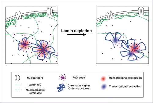 Figure 4. Molecular mechanism underlying PcG/Lamin A interplay. An intact intra-nuclear Laminv A/C is required for the stability of PcG foci aggregation. Reduction of Lamin A/C levels determines an erosion of PcG foci caused by PcG protein dispersion. This is accompanied by a relaxation of PcG-mediated higher-order chromatin structure that acquires a conformation more prone to transcriptional reactivation.