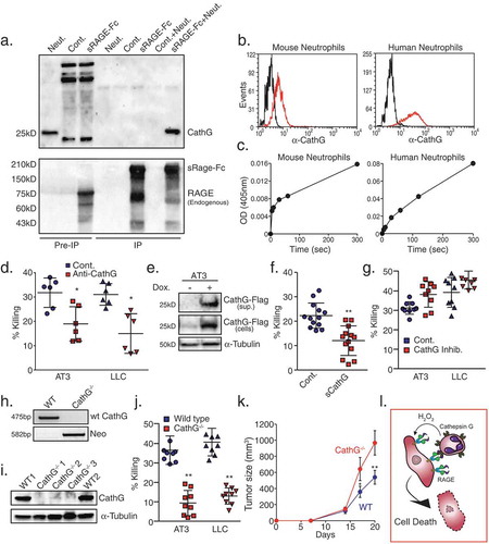 Figure 4. Neutrophil Cathepsin G recognizes tumor cells by interacting with tumor RAGE.a. Co-immunoprecipitation of neutrophil proteins with AT3-derived sRAGE-Fc. Co-immunoprecipitated neutrophil proteins were analyzed by Western blotting using antibodies to Cathepsin G (Upper panel) or RAGE (Lower panel) to detect sRAGE-Fc (upper band) and endogenous RAGE (lower band). The three first lanes represent Pre-IP samples that were loaded 1/50 of the input IP sample. Neut. = Neutrophils; Cont. = Control AT3 cells; sRAGE-Fc = AT3 cells expressing sRAGE-Fc. The samples were run under non-reducing conditions. b. Flow cytometry of surface Cathepsin G expression on mouse and human neutrophils (red histograms). Black histograms represent the 2nd antibody only. c. Surface Cathepsin G activity measured at 405nm after adding the Cathepsin G substrate MeOSuc-Ala-Ala-Pro-Met-pNA (200 μM) to 1 × 105 neutrophils. d. Killing of AT3 and LLC cells by neutrophils in the presence of control or anti-Cathepsin G antibodies (1 μg/ml). n = 6. e. Western blot analysis of Cathepsin G-Flag expression in supernatant (“sup.”) and in AT3 cells that overexpress tet-inducible Cathepsin G-Flag. f. Killing of Cathepsin G-Flag-overexpressing AT3 tumor cells by neutrophils with or without doxycycline (Dox.) induction. n = 13. g. Killing of AT3 and LLC tumor cells by neutrophils in the absence or presence of 10 μM Cathepsin G inhibitor. n = 9. h. Genotyping of white blood cells isolated from mice transplanted with either wild-type (WT) or Cathepsin G-/- (CathG-/-) bone marrow cells using primers for Cathepsin G and Neomycin (Neo). i. Western blot analysis of white blood cells from mice reconstituted with either wild-type or Cathepsin G−/- bone marrow cells. j. Killing of AT3 and LLC tumor cells by wild-type or Cathepsin G-/- neutrophils. n = 9. k. Growth of AT3 tumors in mice transplanted with either wild-type or Cathepsin G-/- bone marrow cells. n = 5. The ratio of AUCCathG-/-/AUCWT = 1.63. l. Proposed model for neutrophil cytotoxicity towards RAGE-expressing tumor cells. Tumor cells attract neutrophils, which express Cathepsin G on their cell surface. The neutrophil Cathepsin G recognizes the tumor cells by interacting with their RAGE. Following neutrophil recognition of tumor cells, the tumor cells die by the well-characterized H2O2-dependent cell death mechanism exerted by the neutrophils. * p <0.05, ** p <0.001.