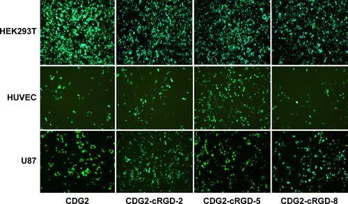 Figure S2 The relative transfection efficiencies of CDG2-cRGD conjugates.Notes: EGFP expression after transfection with the conjugates was evaluated with FACS analysis in several different cell lines with varying levels of αvβ3 integrin receptor expression, which was observed by fluorescence spectroscopy. 200× magnification.Abbreviations: CD, cyclodextrin; CDG2, PAMAMG2-g-cyclodextrin; cRGD, cyclic arginylglycylaspartic acid peptide; EGFP, enhanced green fluorescent protein; FACS, fluorescence-activated cell sorting; HEK 293T, human embryonic kidney cells; HUVEC, human umbilical vein endothelial cell; PAMAMG2, Generation 2 polyamidoamine; U87, human glioma cells.