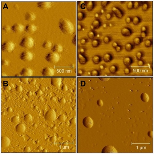 Figure 1 Images obtained by the AFM for NCP80 (A), UNCP80 (B), NCEUD (C), and UNCEUD (D).