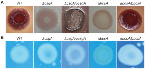 Figure 3. Biofilm components. (A) Congo red phenotypes. (B) Calcofluor morphotypes.