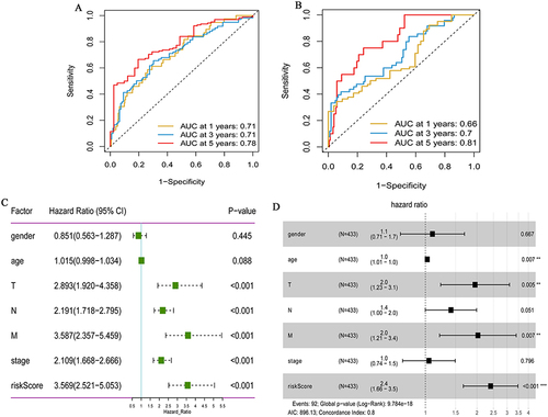 Figure 3 Prognostic value of the hypoxia gene signature in colon cancer. (A) ROC curves showing the predictive efficiency of the hypoxia gene signature on the 1-, 3-, and 5-years survival rate in TCGA-colon cancer dataset; (B) ROC curves showing the predictive efficiency of the hypoxia gene signature on the 1-, 3-, and 5-years survival rate in GSE17536 dataset; (C) Univariate Cox analysis of hypoxia gene signature to evaluate the independent prognostic value of OS in colon cancer patients; (D) Multivariate Cox analysis of hypoxia gene signature to evaluate the independent prognostic value of OS in colon cancer patients. **P <0.01; ***P <0.001.