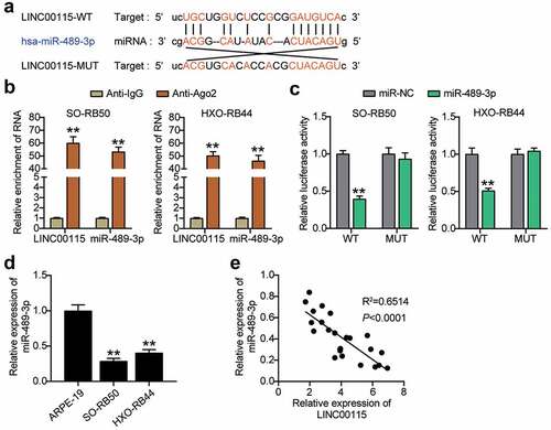 Figure 3. LINC00115 targets miR-489-3p in RB cells. (a) Starbase V2.0 online database predicts the target molecule of LINC00115. (b) RNA immunoprecipitation detects the interaction of LINC00115 and miR-489-3p with Ago2. **P < 0.001, vs. IgG. (c) The effect of miR-489-3p mimic for dual luciferase reporter gene detection on the luciferase activity of LINC00115 wild type and mutant type. **P < 0.001, vs. miR-NC. (d) qRT-PCR detects the expression of miR-489-3p in ARPE19, SO-RB50 and HXO-RB44. **P < 0.001, vs. ARPE-19. (e) The correlation between the expression of miR-489-3p and LINC00115 in RB tissues was evaluated by Pearson analysis. Data are presented as mean ± SD. N = 3, repetition = 3.