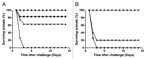Figure 1. Survival of clindamycin treated vaccinated hamsters challenged with C. difficile. (A) shows the survival of animals following vaccination with RBD-TcdA630 and RBD-TcdB630 (50 μg per dose and/or 4 vaccinations) and challenged with C. difficile 630 (closed circles), B1 (closed square), and R20291 (closed triangles). Unvaccinated controls for each strain are also included (closed diamonds). (B) shows the survival time of animals vaccinated with 4 doses of either RBD-TcdA630 and RBD-TcdB630 (open squares) or RBD-TcdA630 and TcdB-GT630 open circles) 30 μg per dose and challenged with C. difficile B1. Unvaccinated controls for each strain are also included (open triangles). Each experiment represents a minimum of 6 animals per group. Differences in survival for animals immunized with RBD-TcdA630 and RBD-TcdB630 between (A) and (B) may reflect the impact of a lower dose of proteins given to animals challenged with C. difficile B1 in (B).
